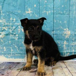 German Shepherd 8113