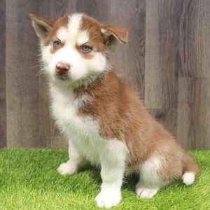 Siberian Husky 9636