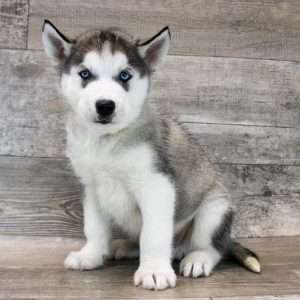 Siberian Husky 9900
