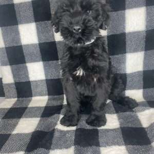 Giant Schnauzer 2647