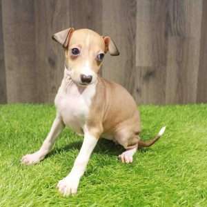 Italian Greyhound 5077