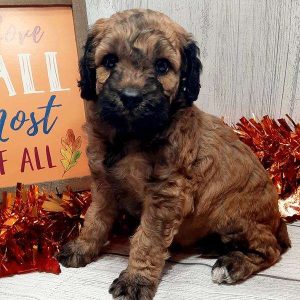 Mini Goldendoodle 6001