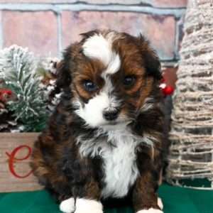 Mini Sheepadoodle 3466