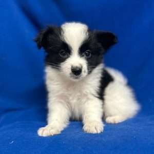 Papillon 0521