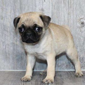 Pug 6281