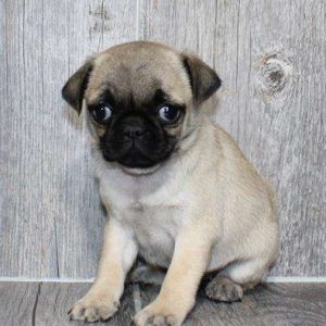 Pug 6296