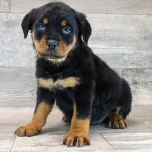 Rottweiler 1606