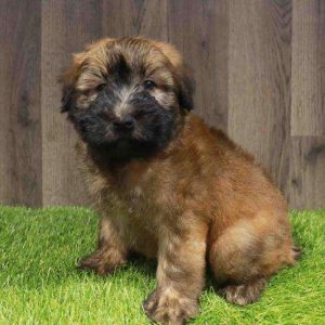 Soft Coated Wheaten Terrier 4743