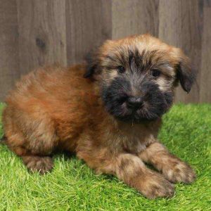 Soft Coated Wheaten 5188