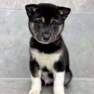 Shiba Inu 7423