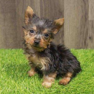 Silky Terrier 5886