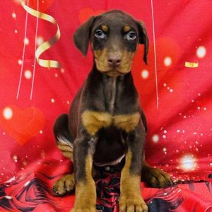 Doberman Pinscher 8067