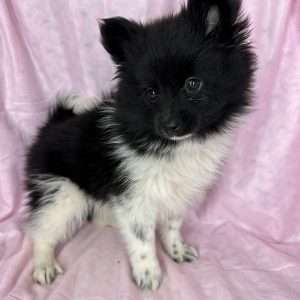 Pomeranian-Shiba Inu 5140