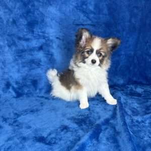 Papillon 8595
