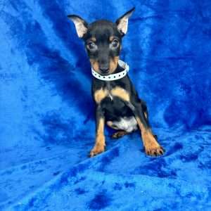 Miniature Pinscher 0557