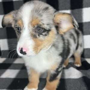 Mini Auggie 0476