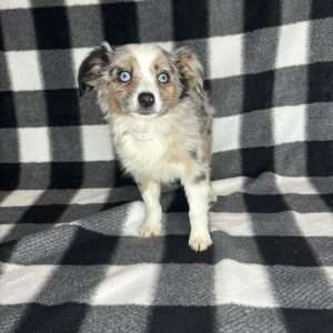Miniature Australian Shepherd 0856