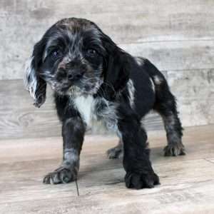 Cocker Spaniel 3880