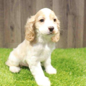 Cocker Spaniel 4098
