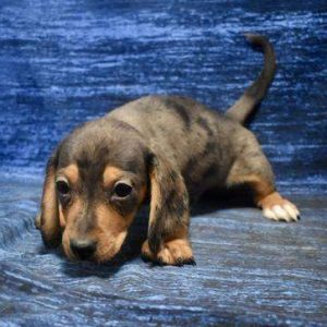 Dachshund 4081