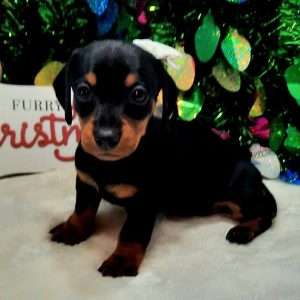 Dachshund 4514