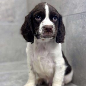 English Springer Spaniel 7401
