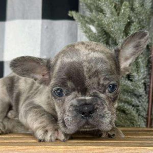 French Bulldog 6428