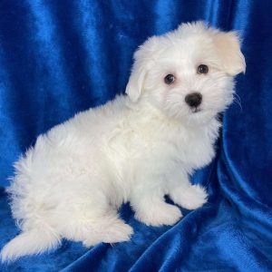 Coton De Tulear 5771