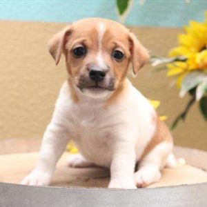 Jack Russell Terrier 8067