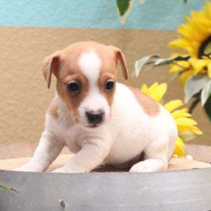 Jack Russell Terrier 8392