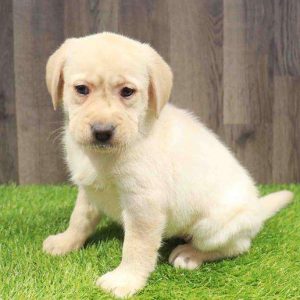 Labrador Retriever 7151