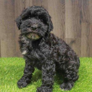 Mini Whoodle 4158