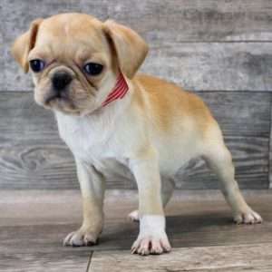 Pug 9063