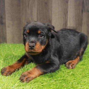 Rottweiler 4270