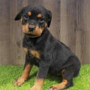 Rottweiler 4965