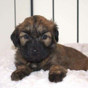 Soft Coated Wheaten 2625