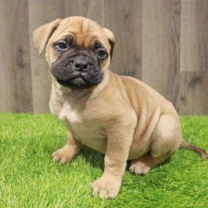 Bullmastiff 4897