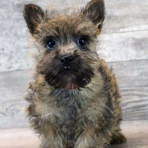 Cairn Terrier 5137