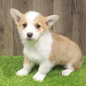 Pembroke Welsh Corgi 4464