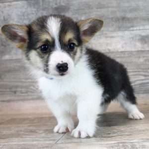 Pembroke Welsh Corgi 5143