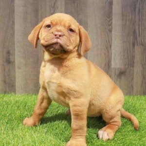 Dogue de Bordeaux 1381