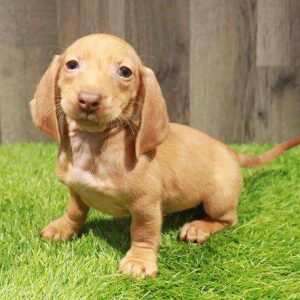Dachshund 1573