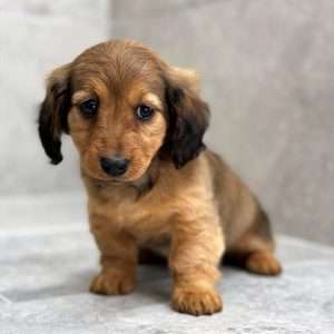 Dachshund 7888