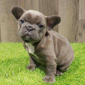 French Bulldog 5089