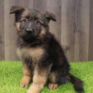 German Shepherd 7866