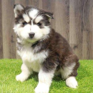 Siberian Husky 1579