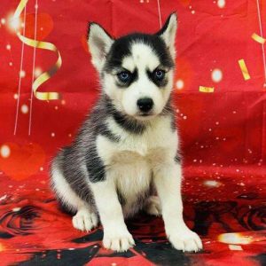 Siberian Husky 8060