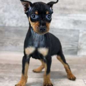 Miniature Pinscher 1385