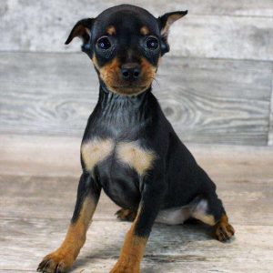 Miniature Pinscher 4426