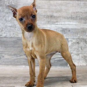 Miniature Pinscher 5126